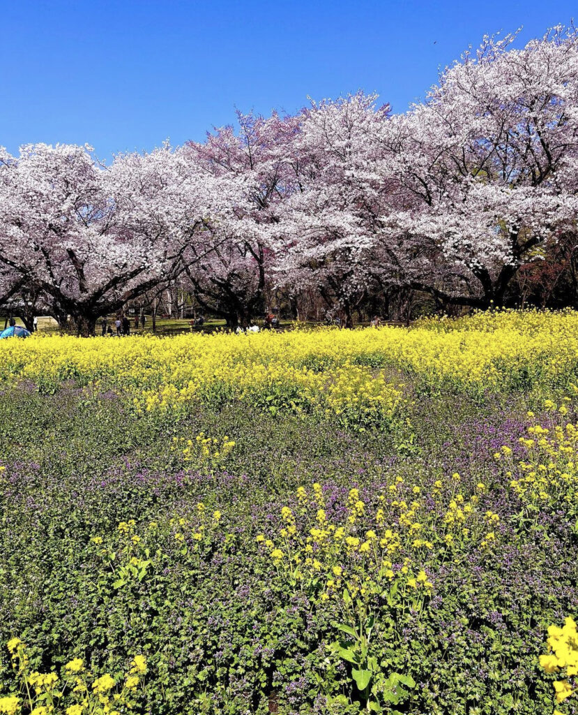 昭和記念公園　お花畑と桜1
