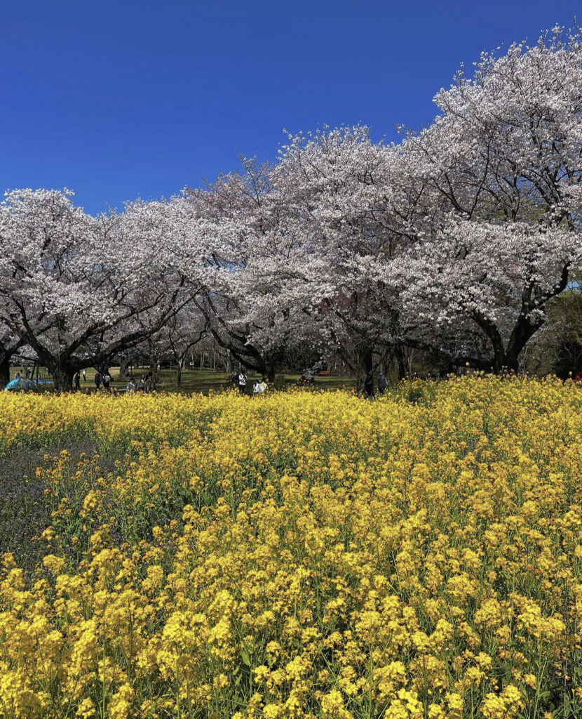 昭和記念公園　お花畑と桜2