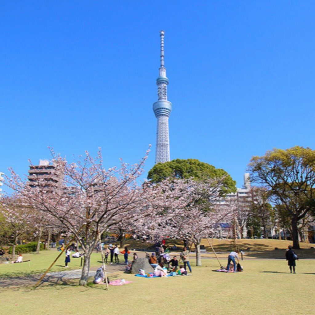 隅田公園　桜とスカイツリー1