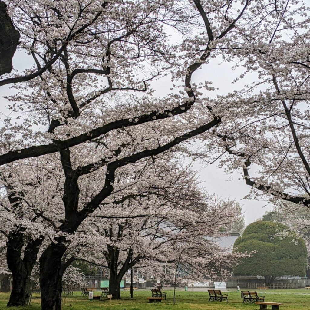 小金井公園　桜1