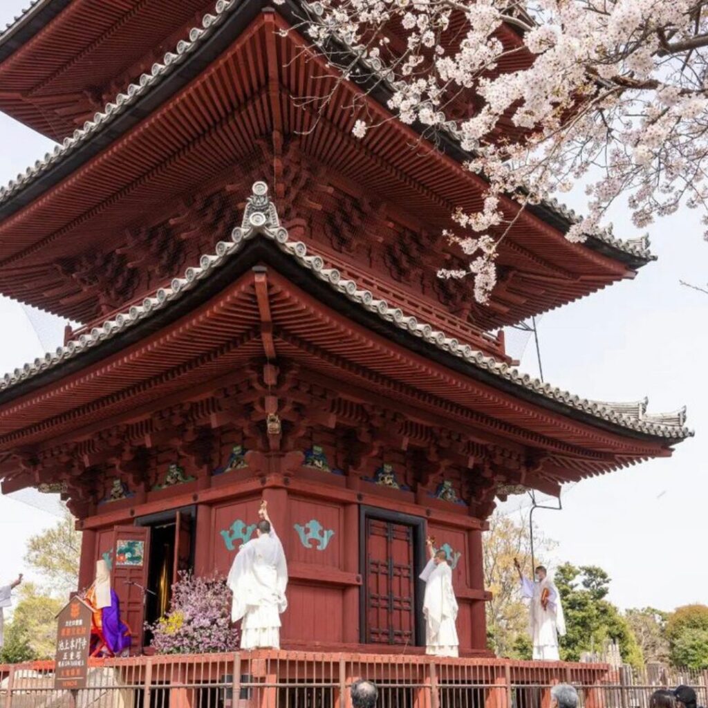 池上本門寺　五重塔と桜
