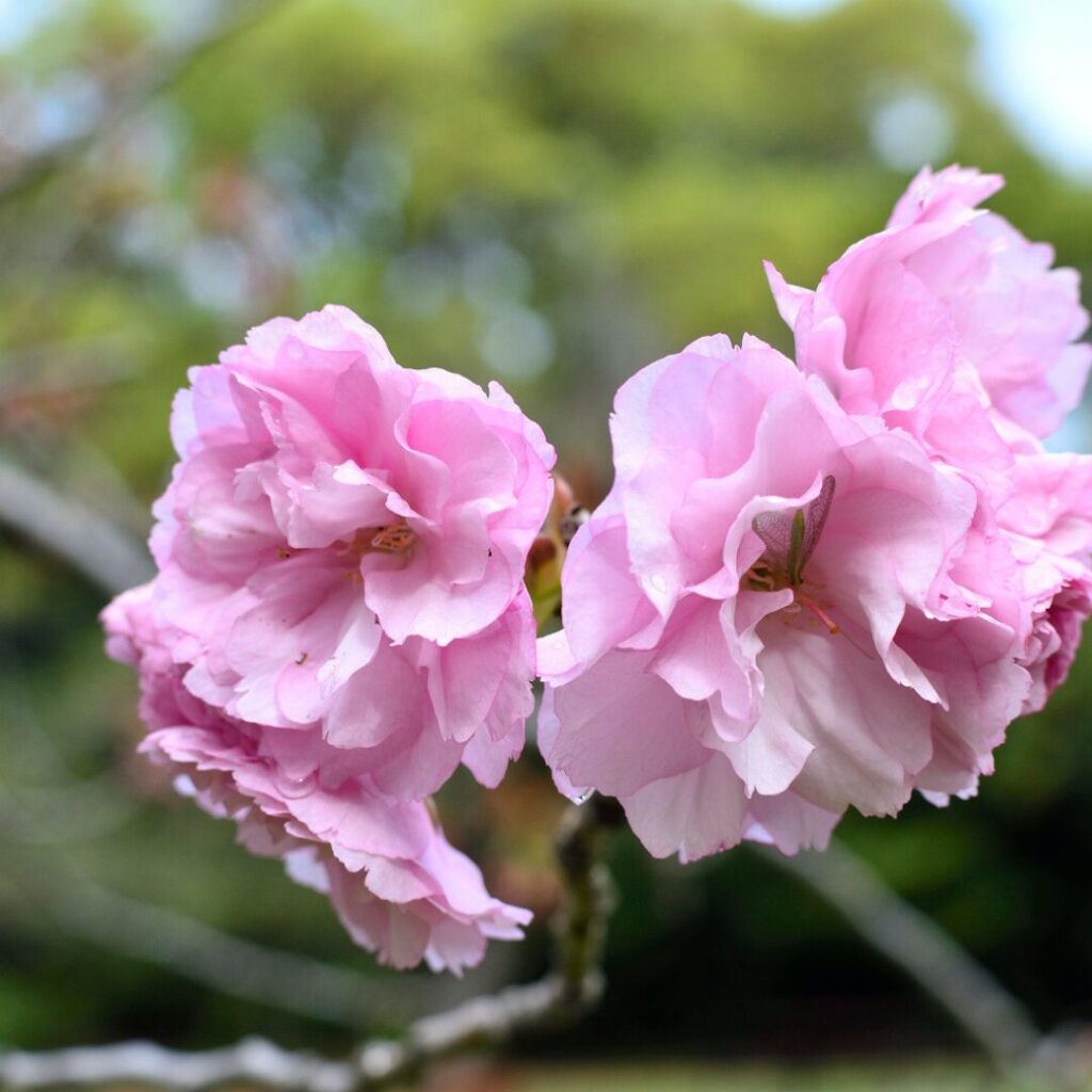 清澄庭園　桜1