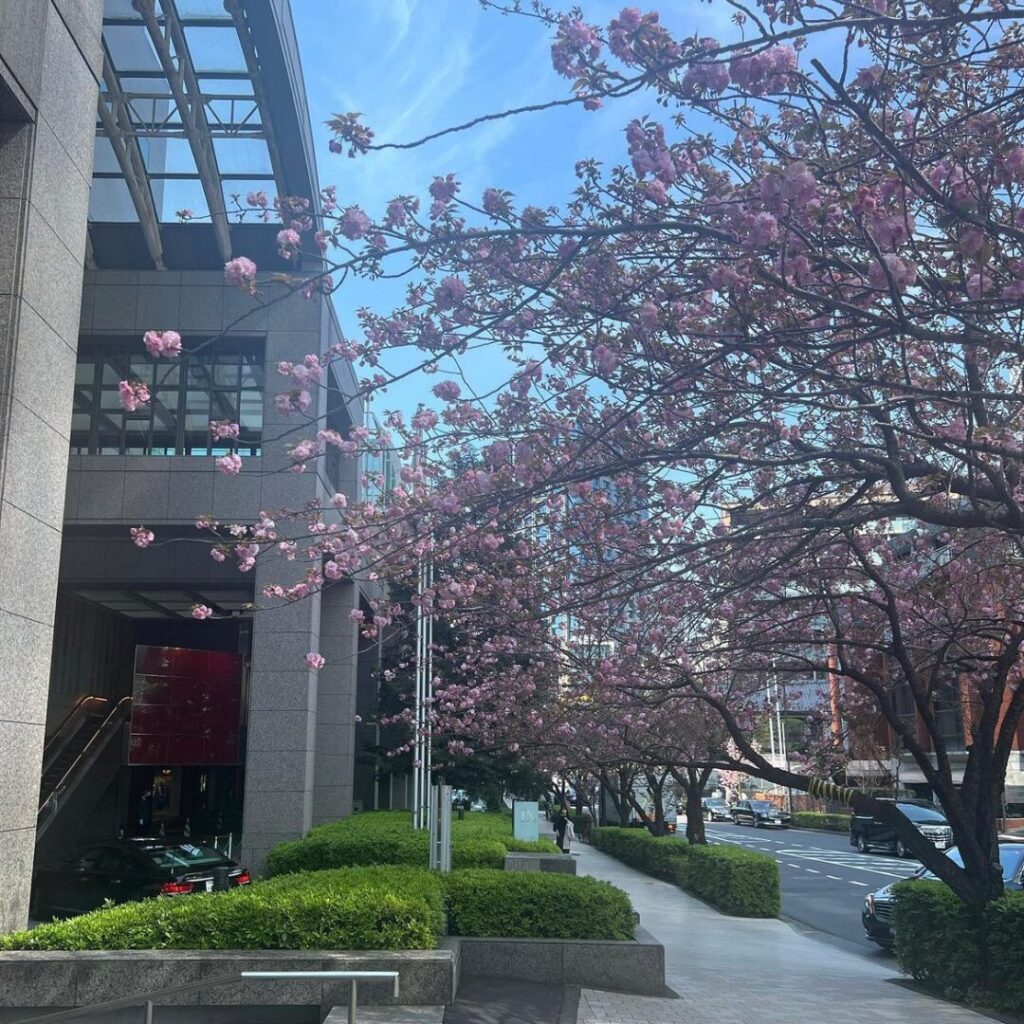 ホテルニューオータニ　昼桜