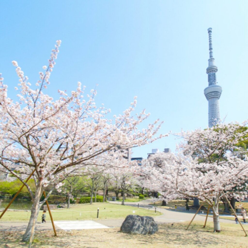隅田公園　桜とスカイツリー2