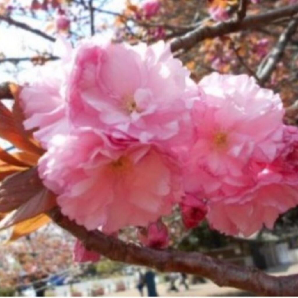 井の頭恩賜公園　桜