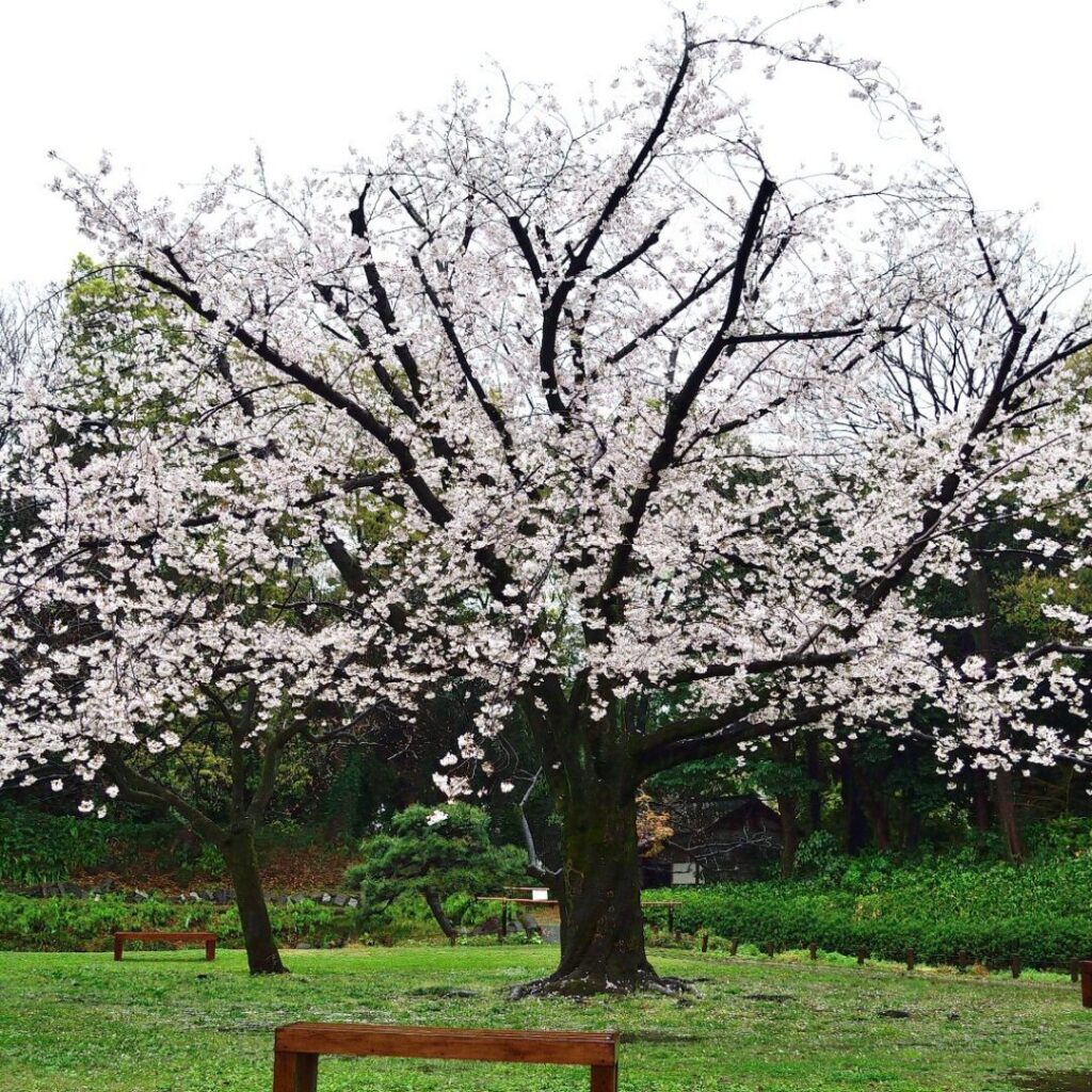 清澄庭園　桜2
