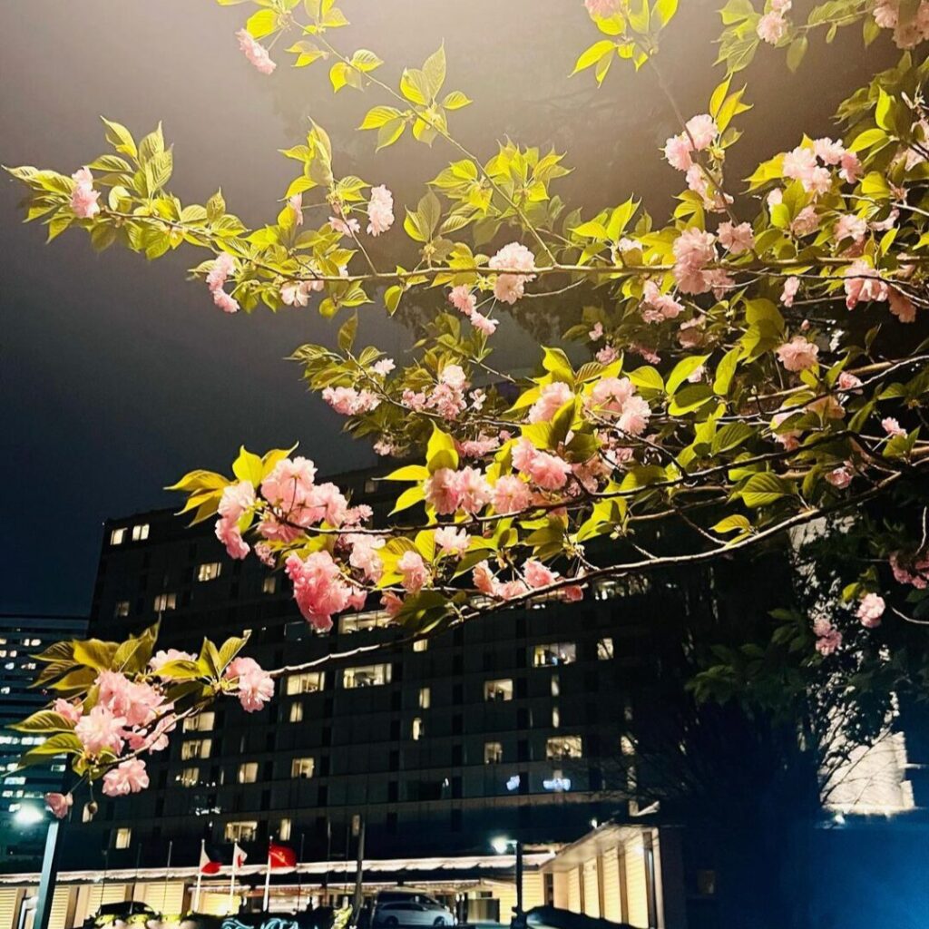 ホテルニューオータニ　夜桜